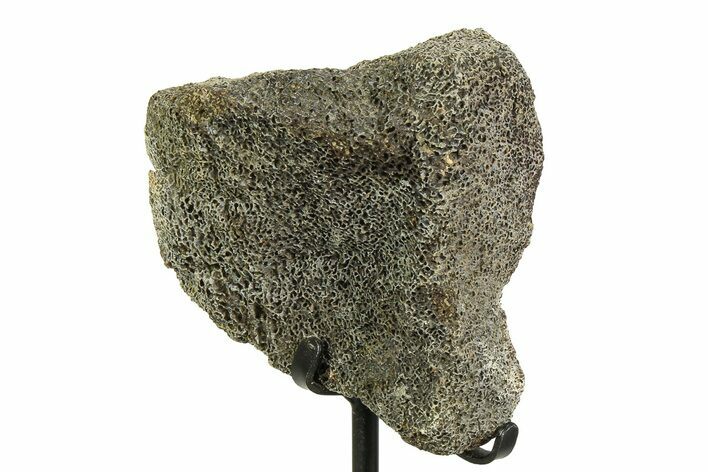 Fossil Triceratops Vertebra Section w/ Metal Stand - South Dakota #354343